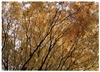 佳能PIXMA iP8500