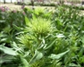 清华紫光Uniscan B780