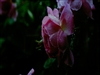松下TH-42PV8C