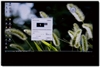 LG 42LG50YR