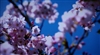 夏普LCD-46A63