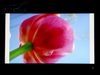 夏普LCD-32A33