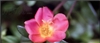 三星LA32A550P1R