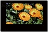 LG 32LG31RC-TA