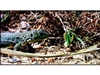 TCL L52M71F