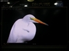 夏普LCD-52G7