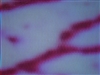 海信TLM4033