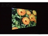 夏新IPTV W40LCD