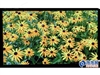 夏新IPTV W40LCD