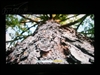 东芝52C3000C
