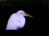 三星LA46N81B