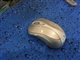 Microsoft 无线迅雷鲨6000(Wireless Notebook Laser Mouse 6000)