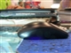 罗技 光电飞貂