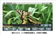 新科 CM-4311(4GB)