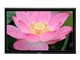 松下 TH-85PF12C