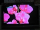 海信 TLM4033