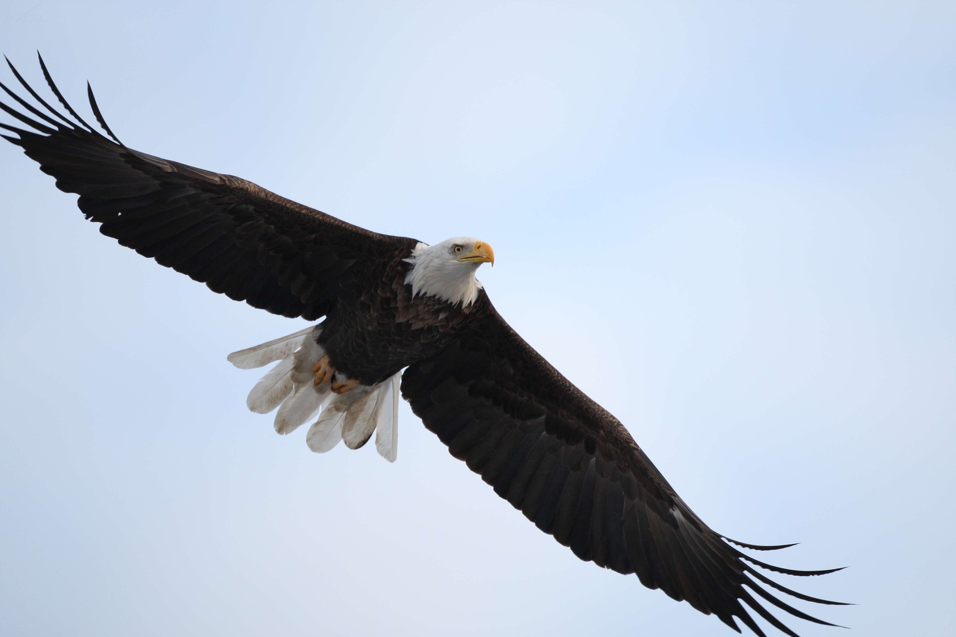 佳能eos 1d mark iii样张图片13素材-it168数码相机图片大全