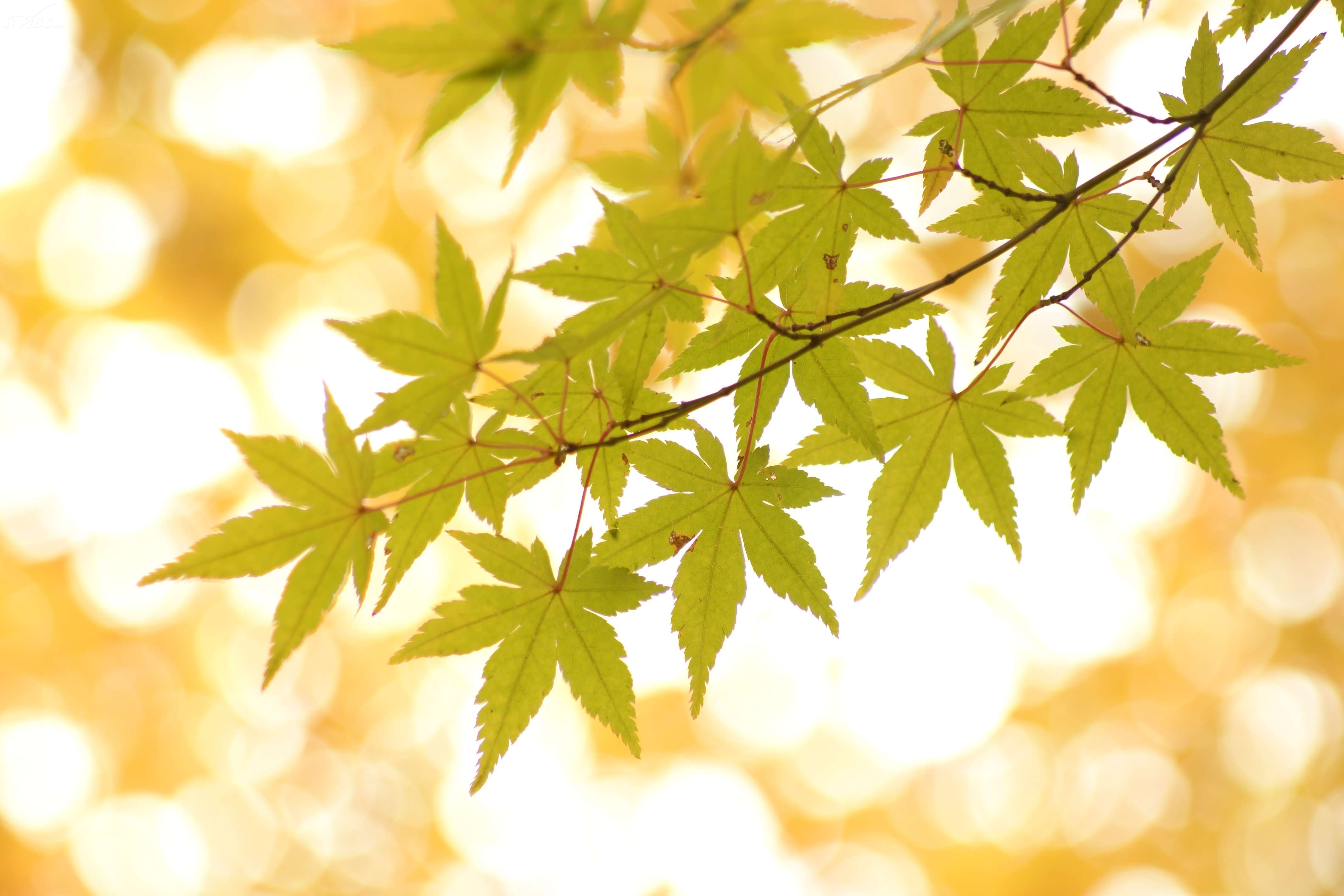 索尼a700样张图片139