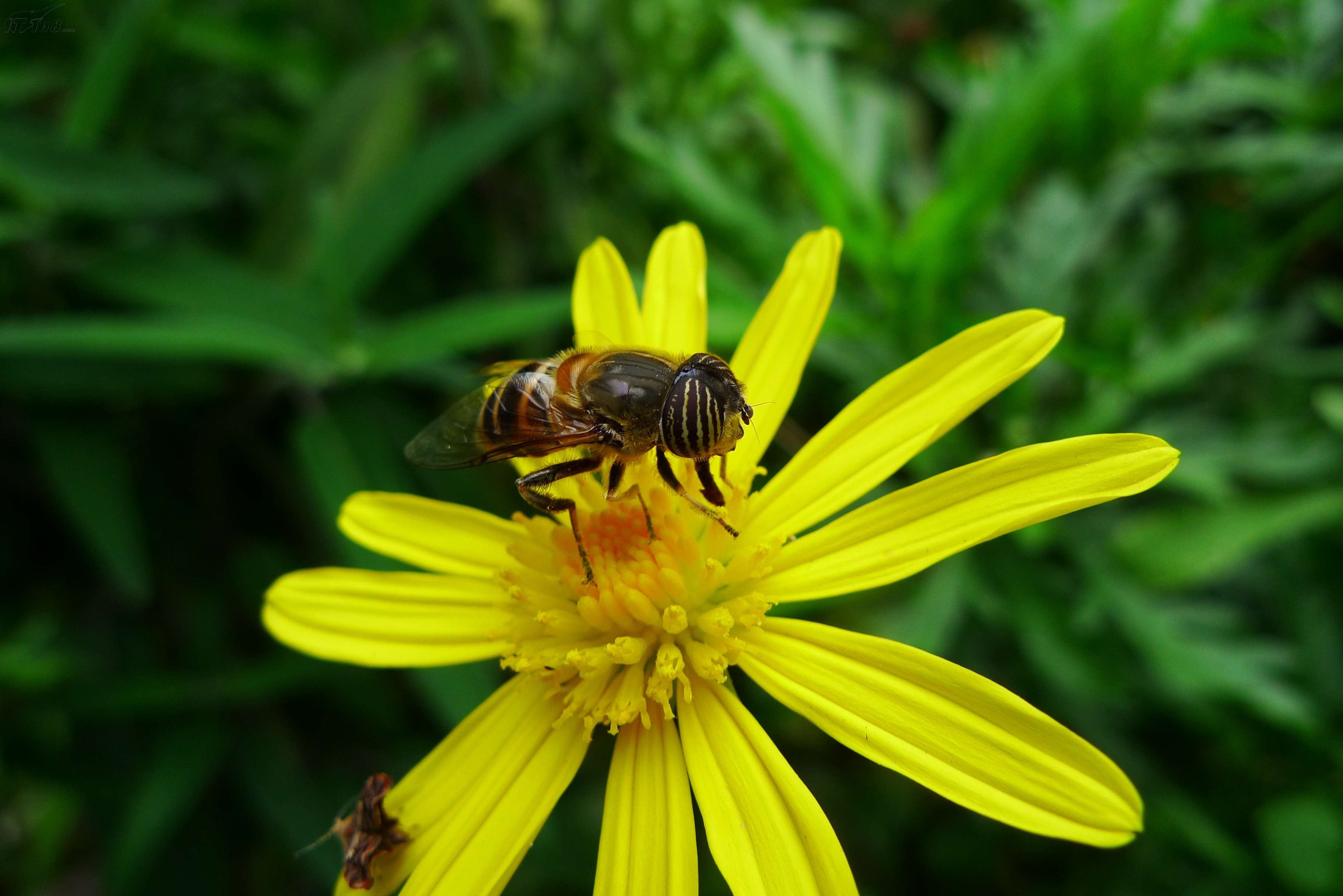 徕卡d-lux4样张图片10