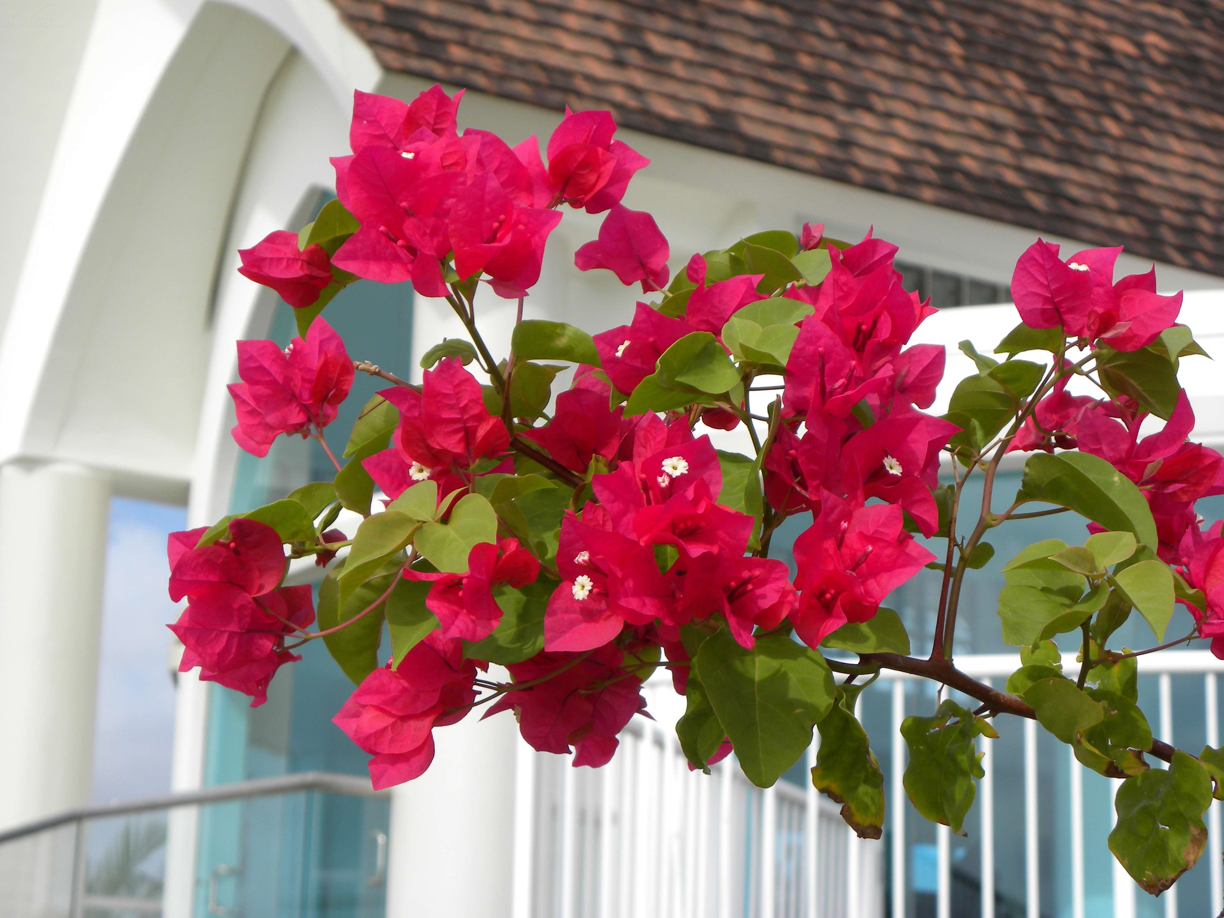 尼康p90样张图片15