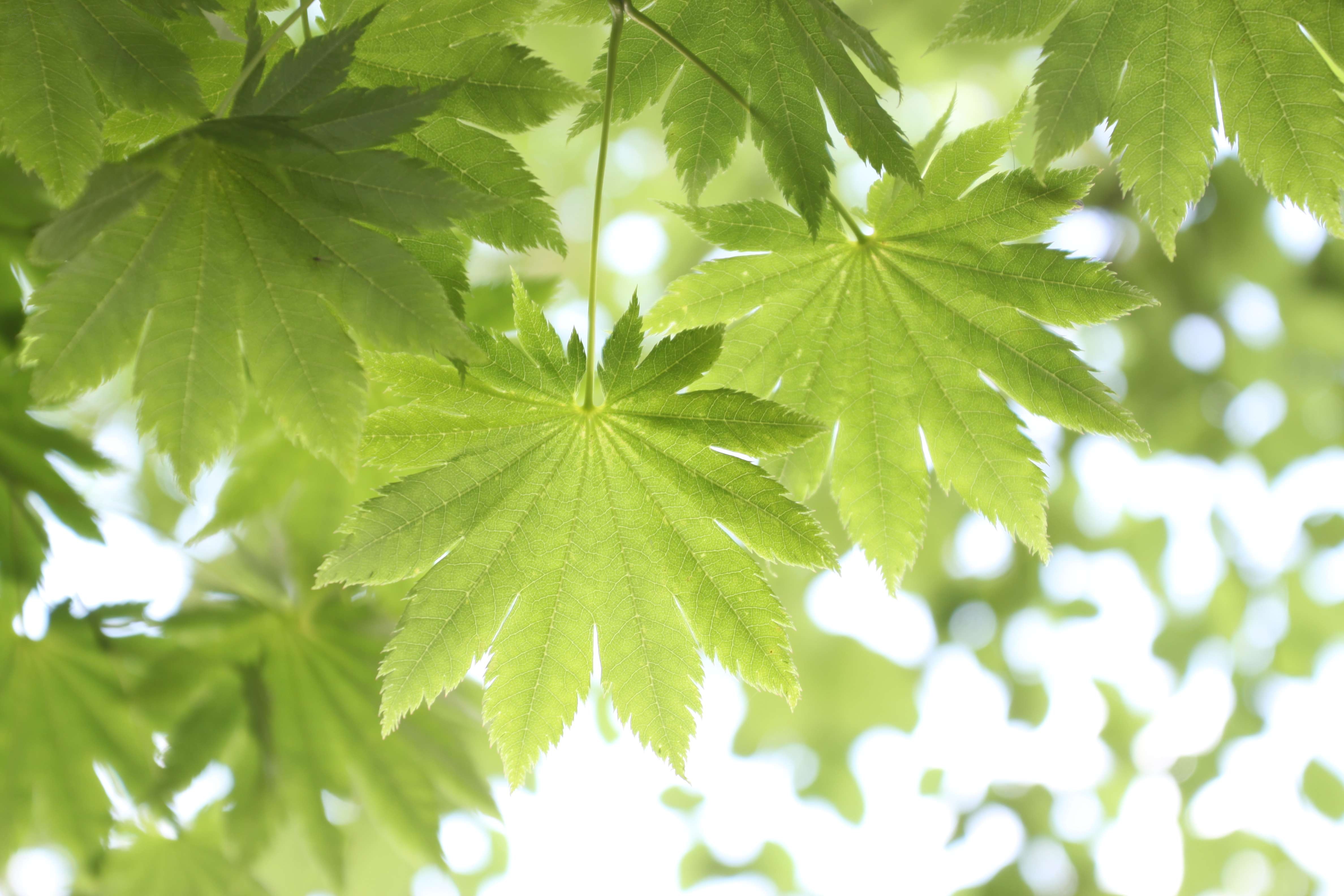 佳能eos 50d(单头套机18-135 is)样张图片90