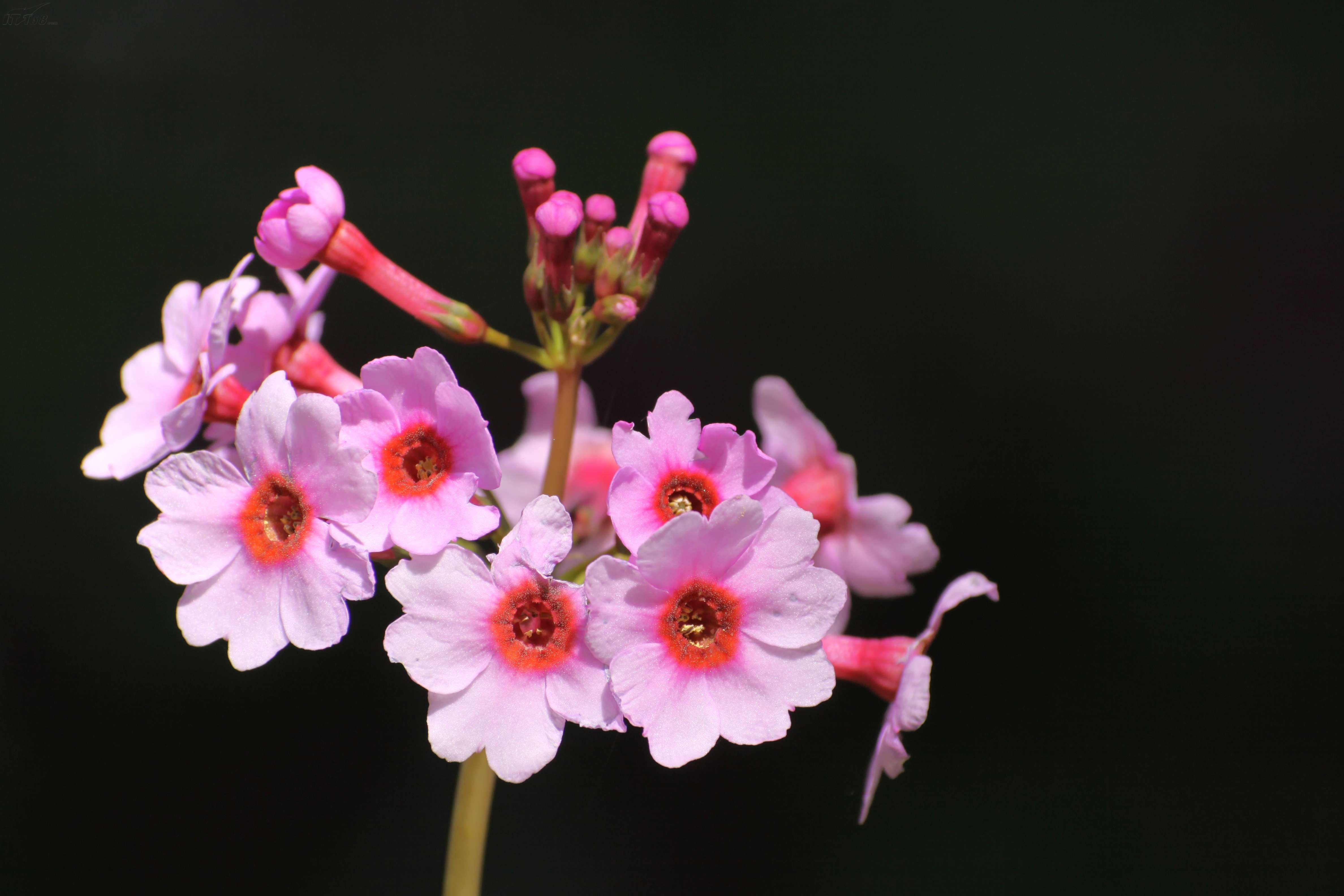 佳能eos 50d(单头套机18-135 is)样张图片97