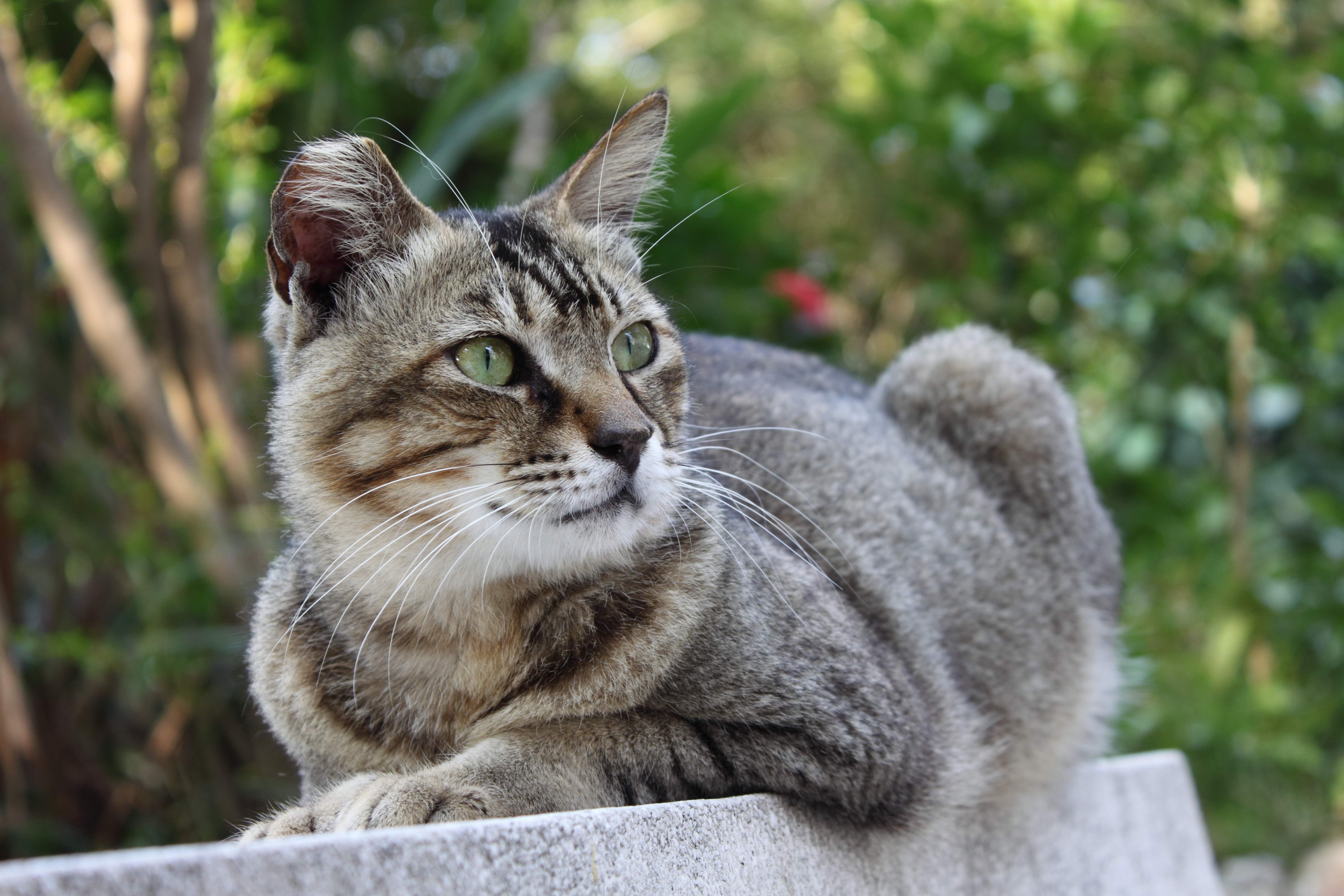 佳能eos 500d(单头套机18-200is)样张图片101素材-it168数码相机图片