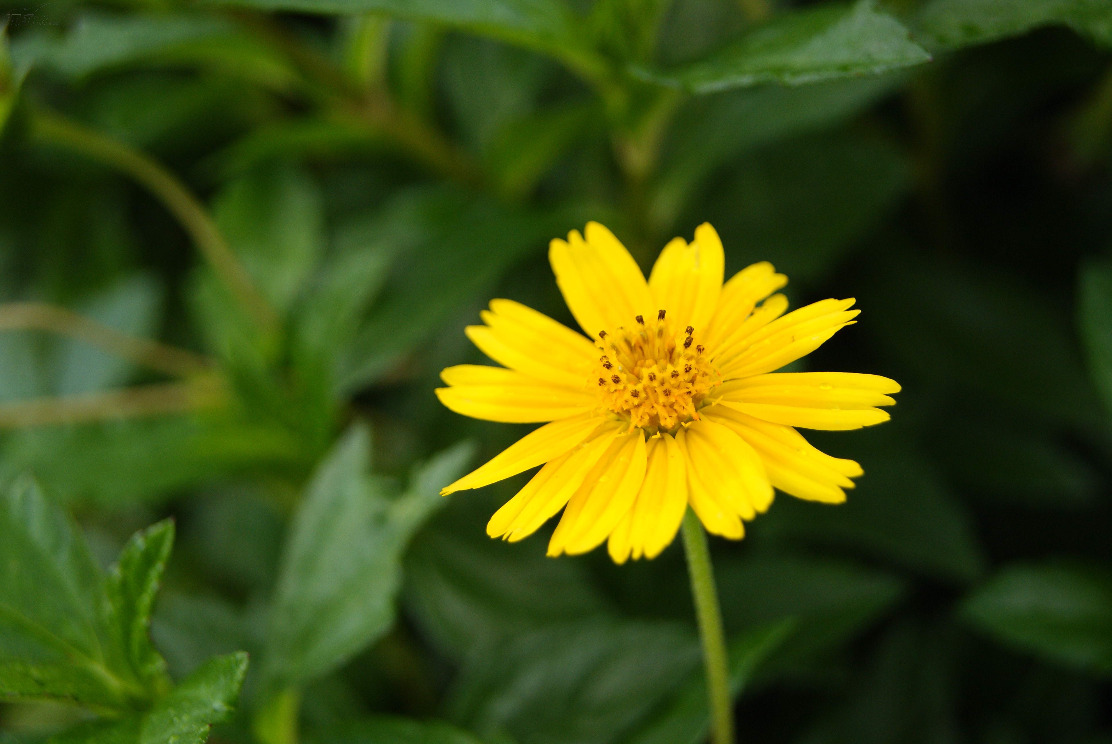 索尼a330样张图片30