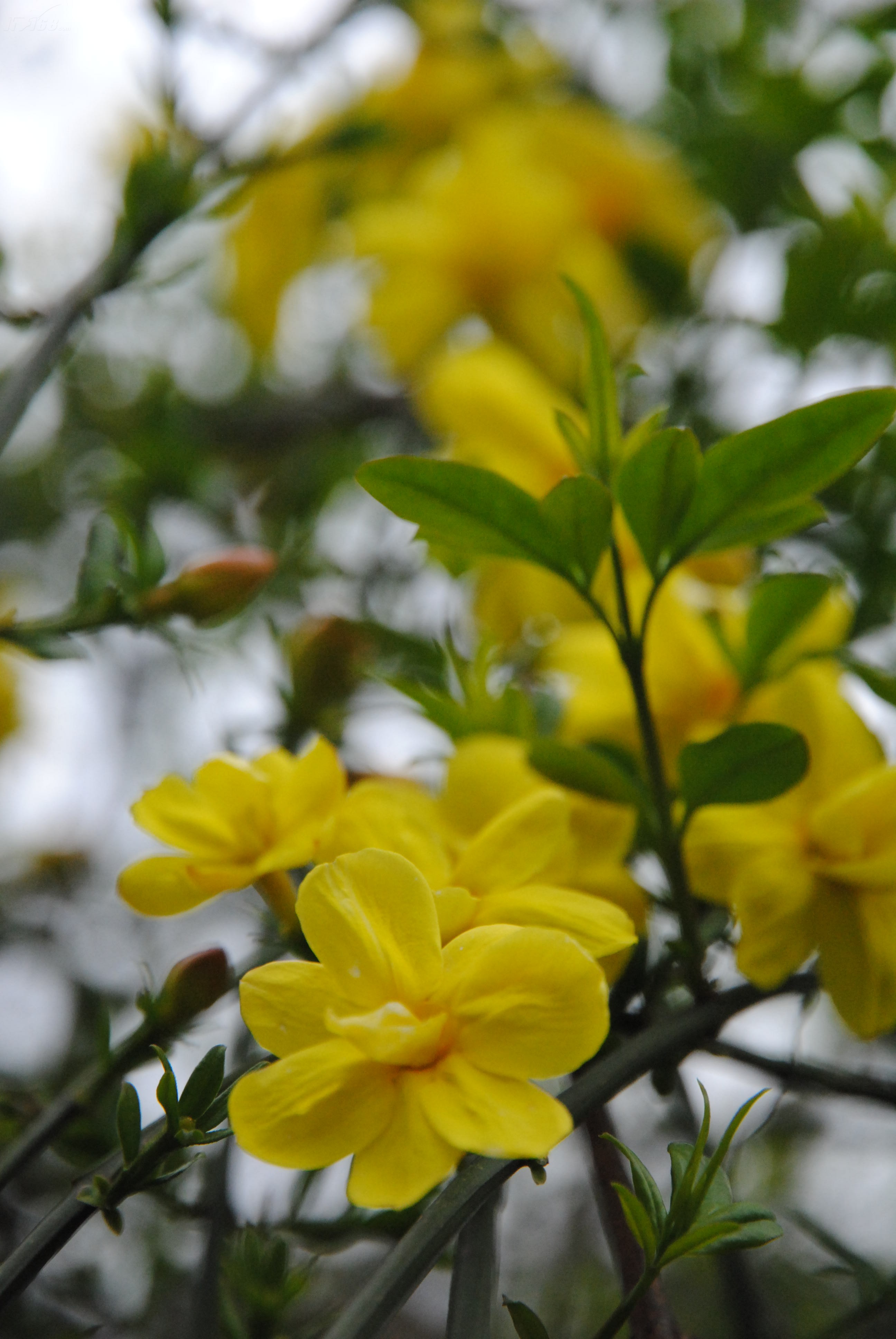 尼康d3000样张图片61