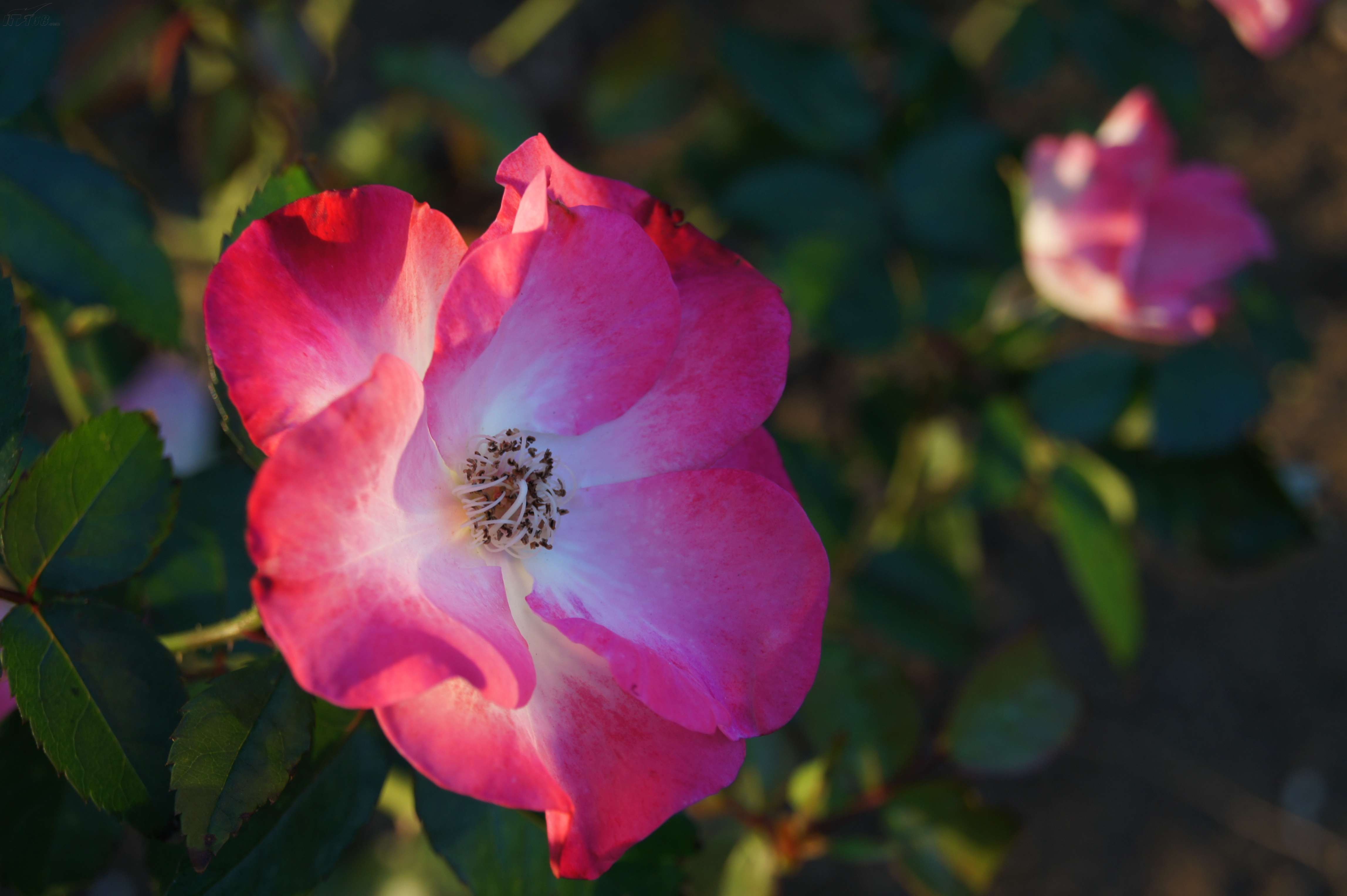 索尼a550(18-250mm 单头套机)样张图片17