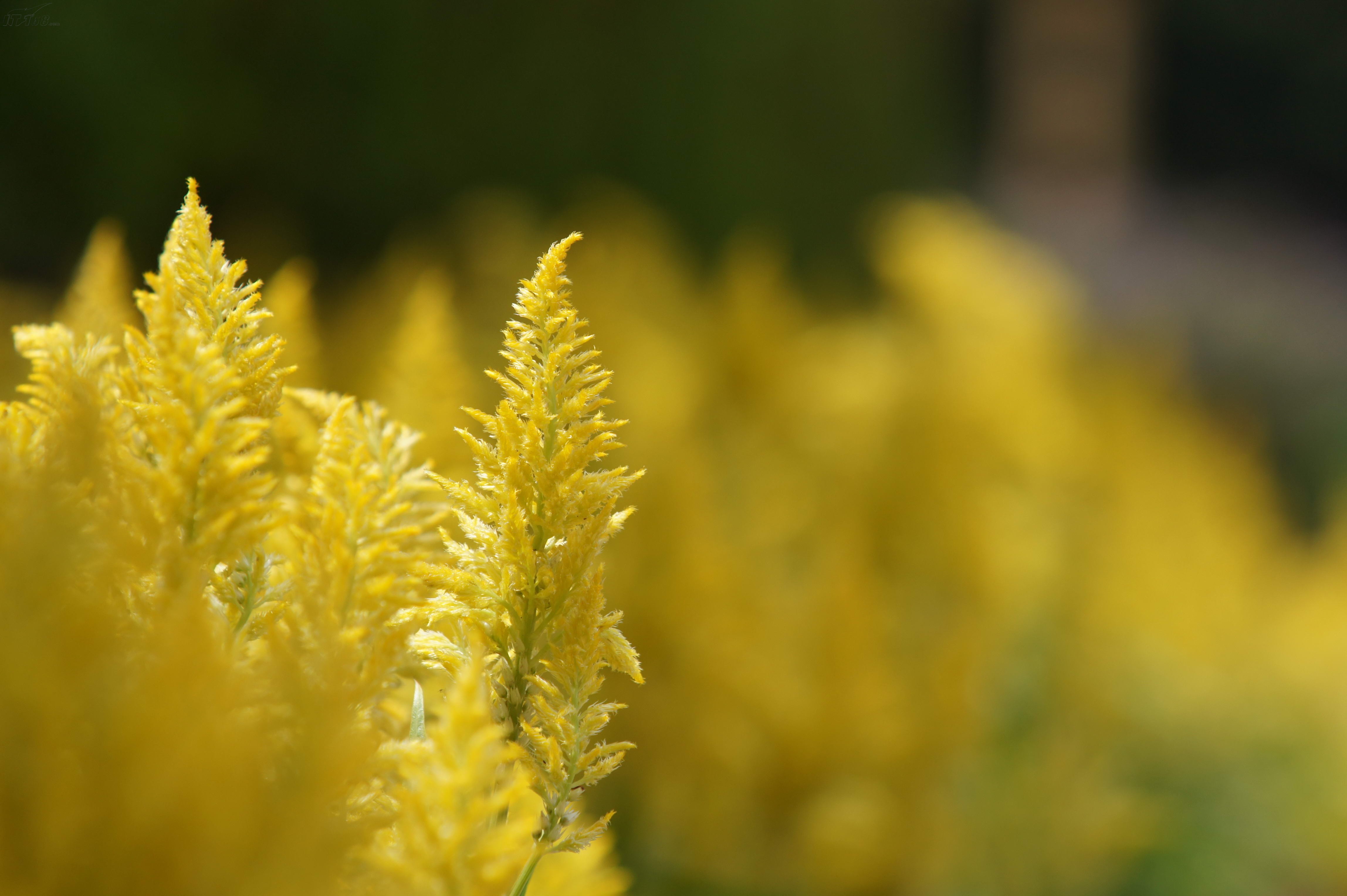 索尼a550(18-250mm 单头套机)样张图片114