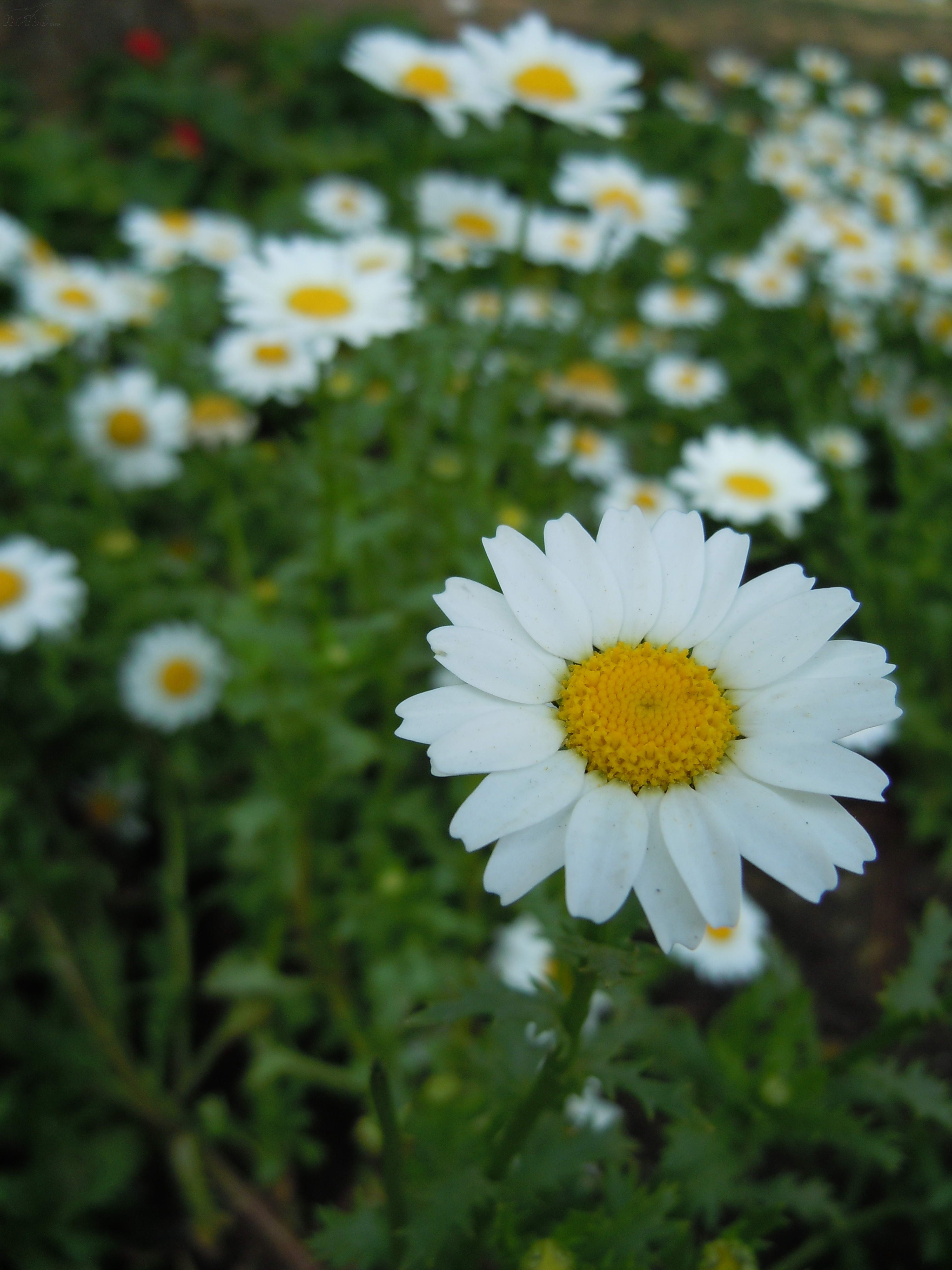 尼康s8000样张图片88