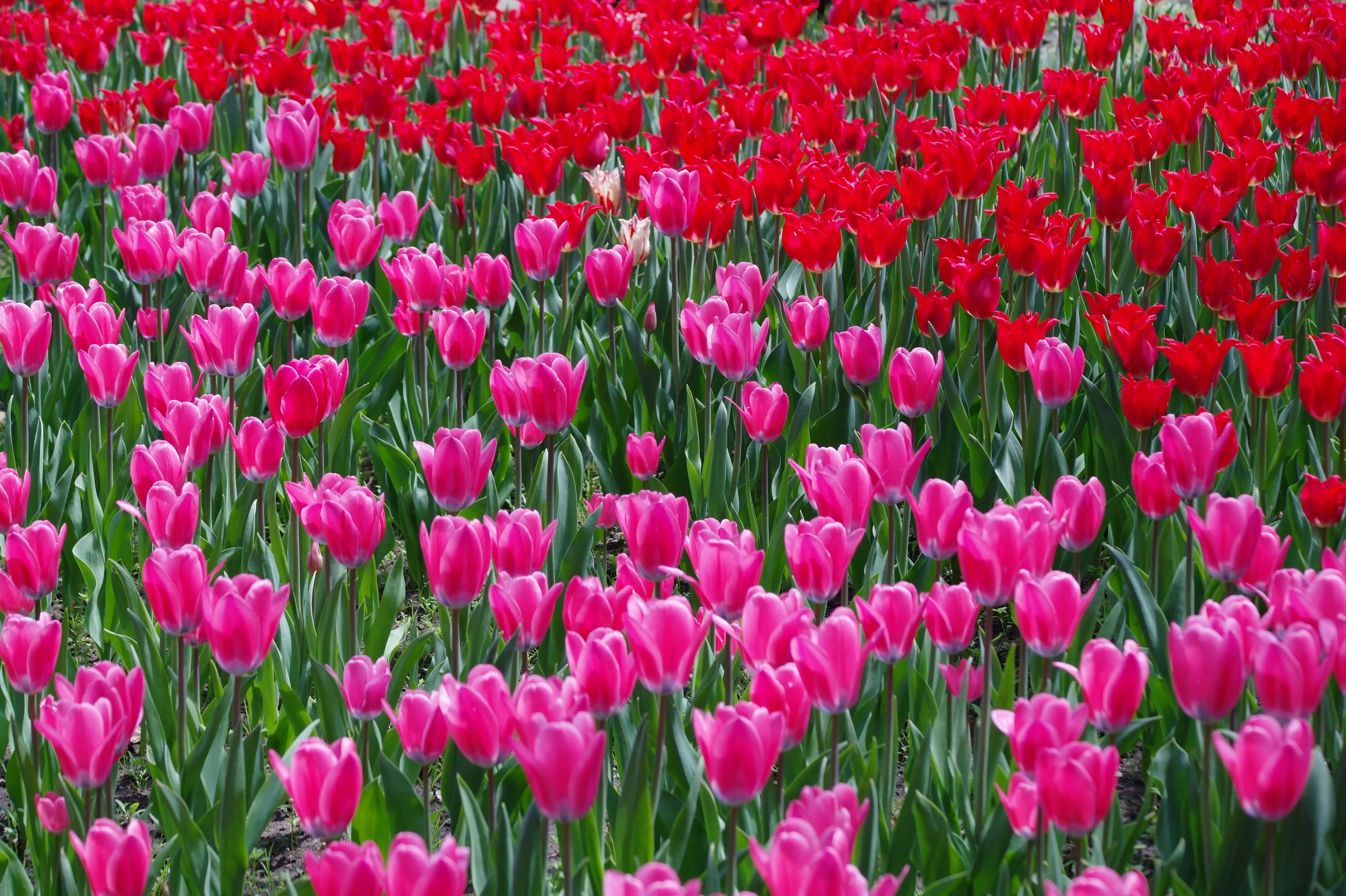 6 ed ois样张图片7