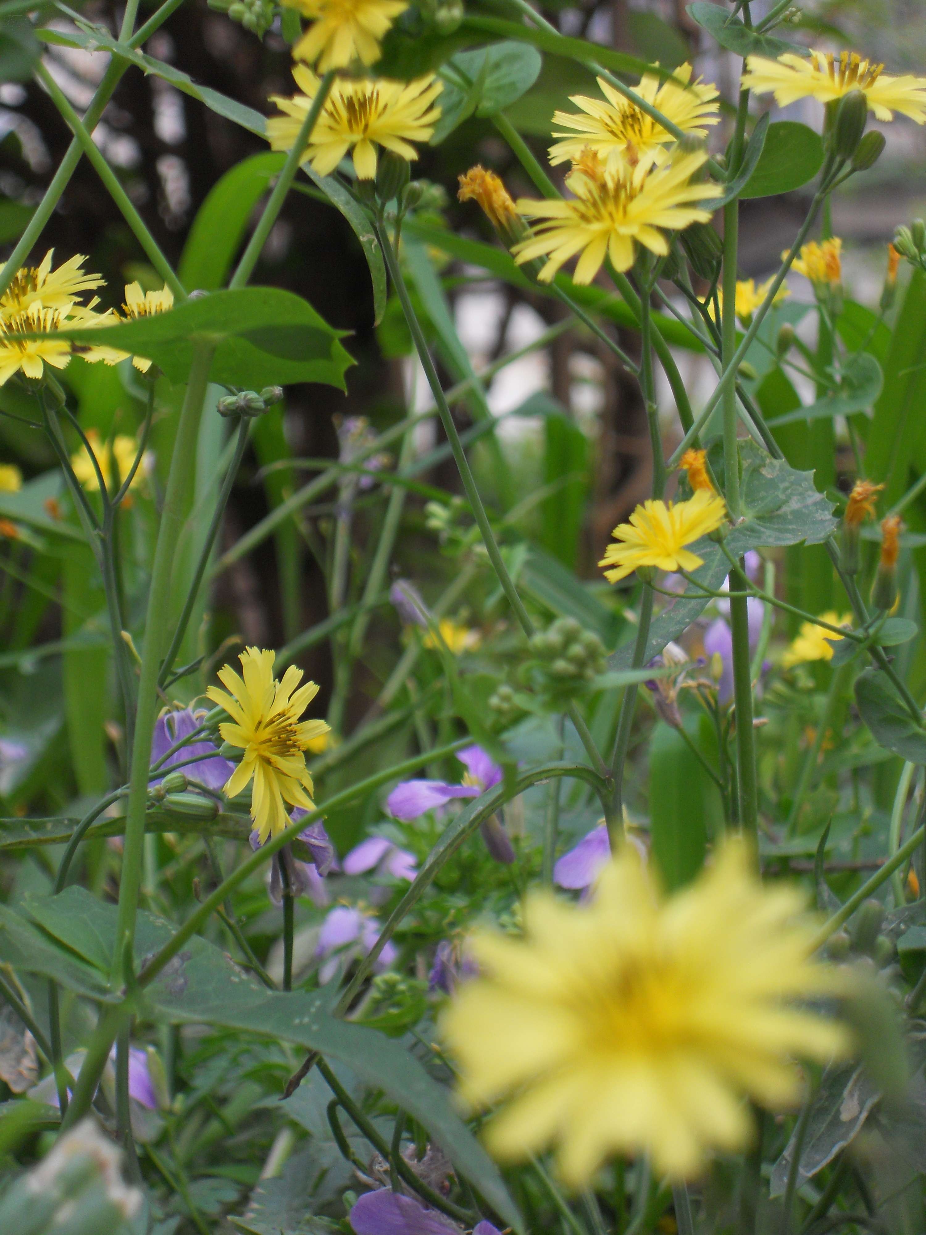 尼康s4000样张图片131