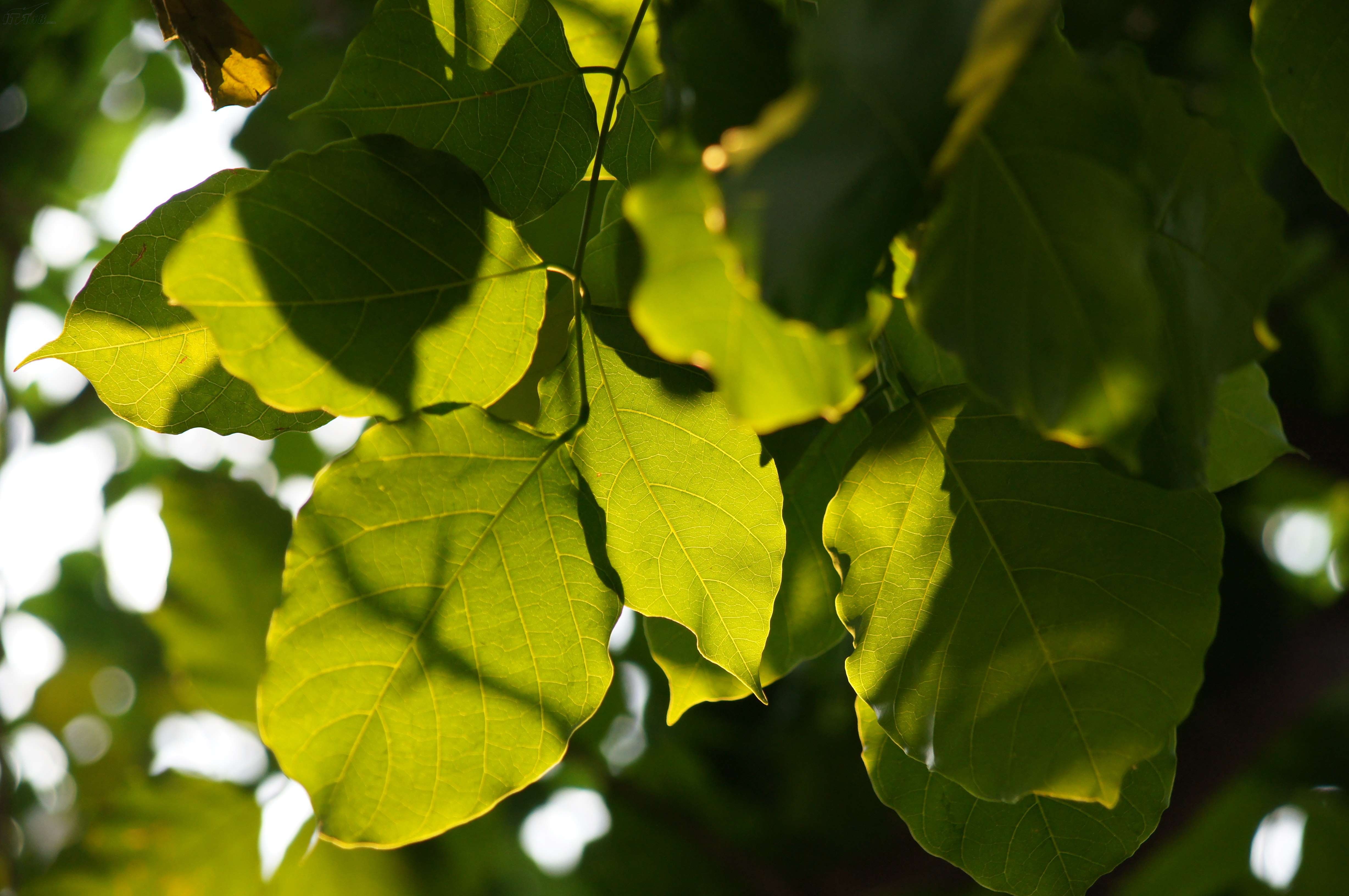 索尼a55套机(18-55mm)样张图片312