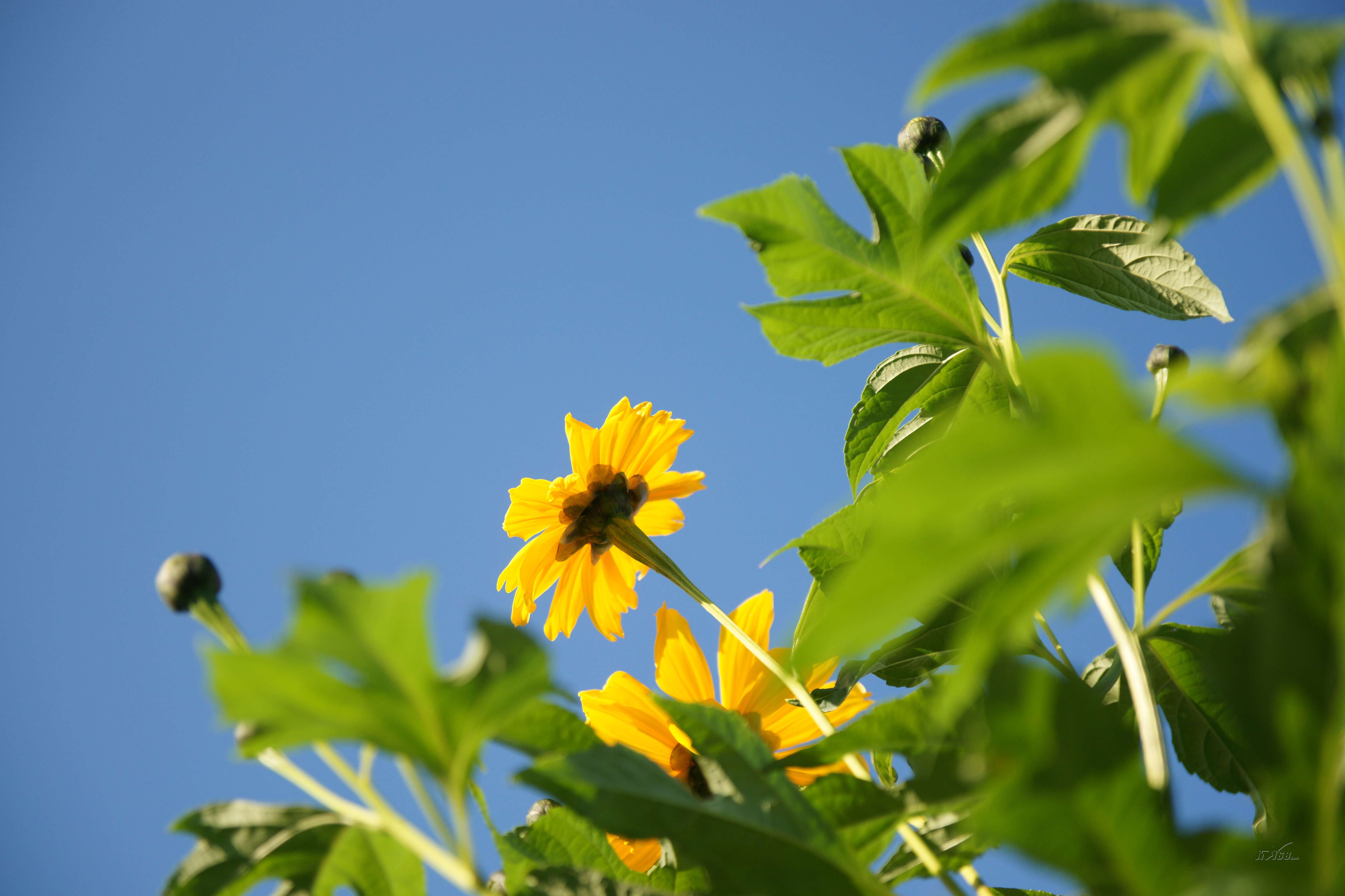 索尼a900套机(50mm)样张图片82素材-it168数码相机图片大全