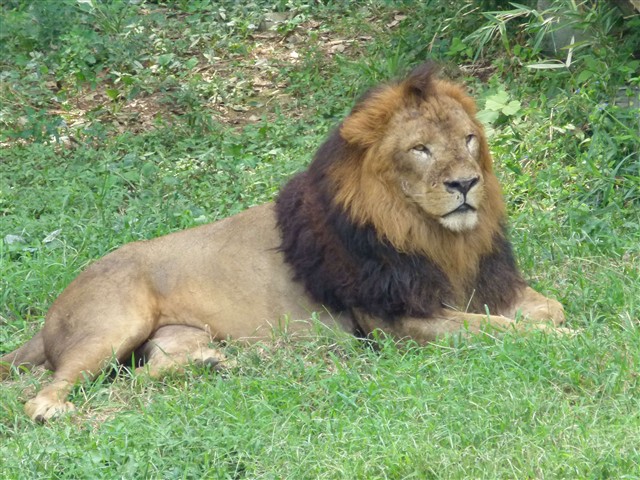 松下fz100動物樣張圖片4